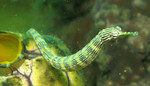 Pipefish in water
