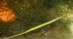 Pipefish rainbow