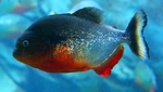 Piranha fish 