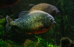 Piranha swims