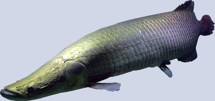 Рыба Арапаима фото