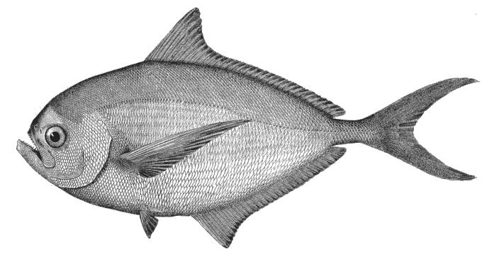 Pomfret wallpaper