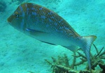 Pomfret underwater 