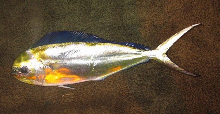 Pompano dolphinfish wallpaper