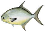 Pompano fish