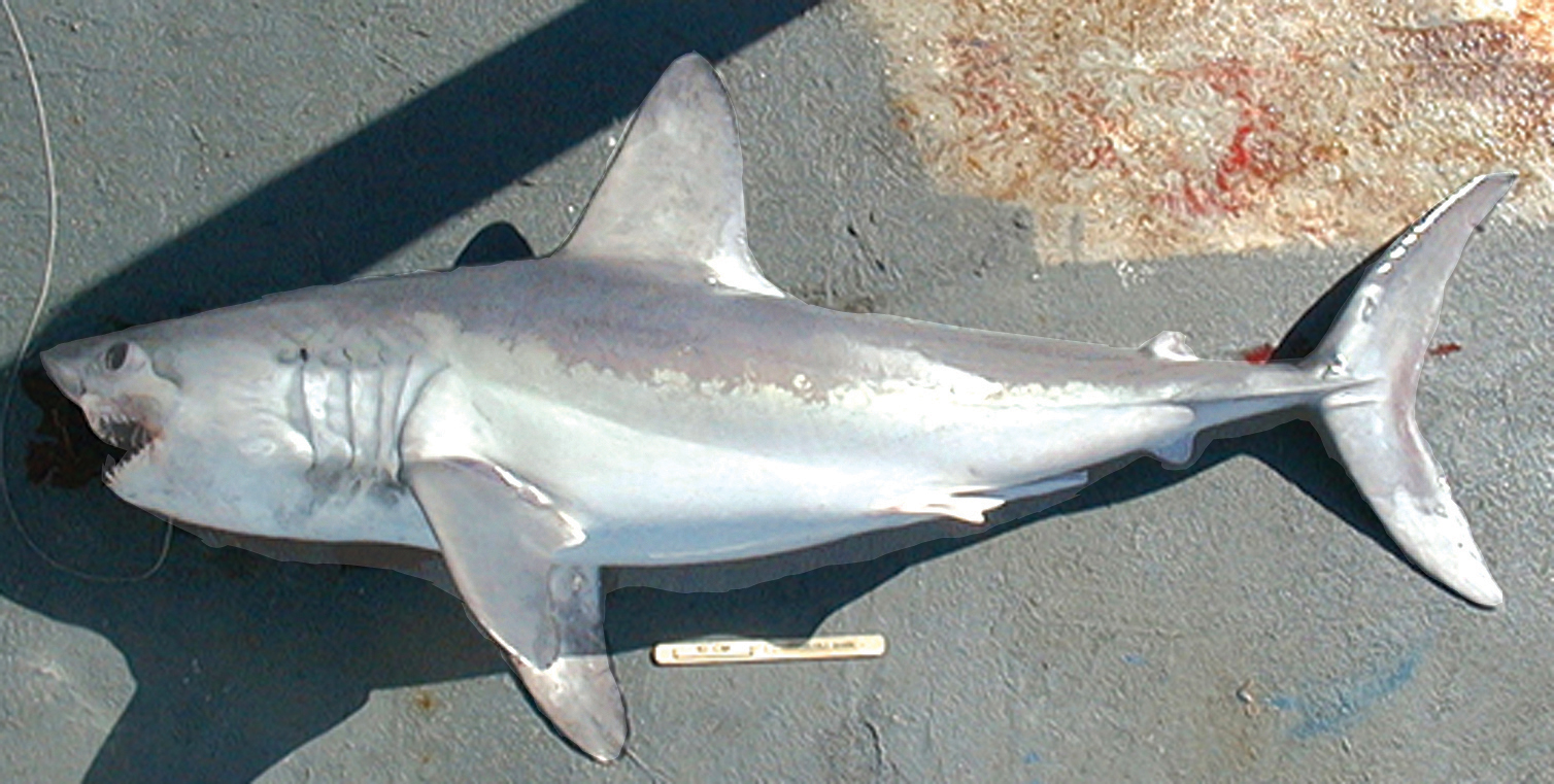 Porbeagle shark wallpaper