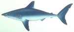 Porbeagle shark