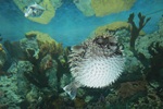 Porcupinefish on the bottom