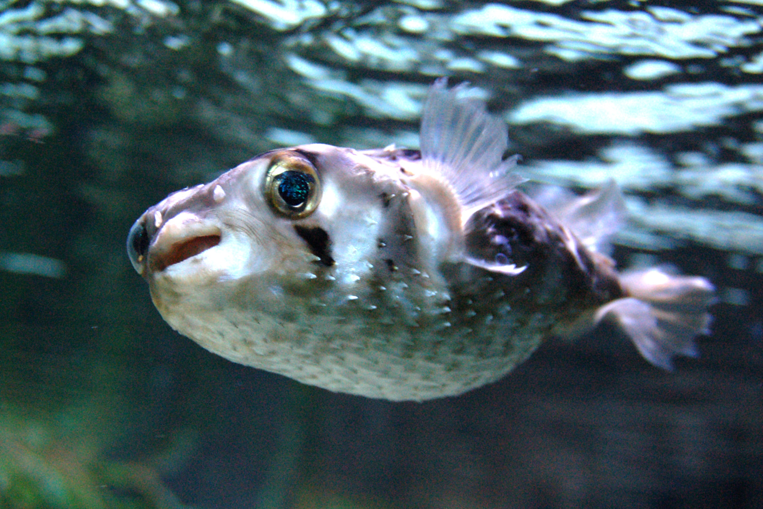 Porcupinefish wallpaper