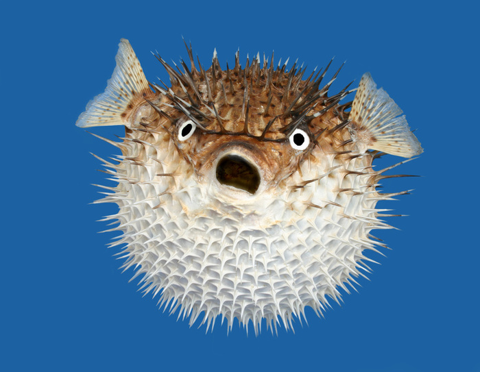 Porcupinefish photo and wallpaper. Cute Porcupinefish pictures