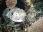 Porcupinefish swims