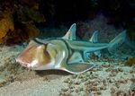 Port Jackson shark swims