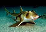 Port Jackson shark in the sand