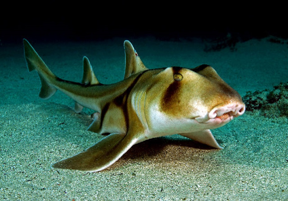Австралийская бычья акула на песке фото