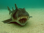 Port Jackson shark on the bottom