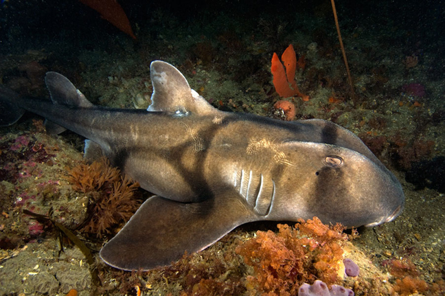 Port Jackson shark wallpaper