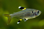 Pristella maxillaris swims