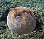 Pufferfish in the rocks