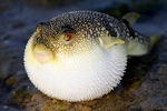 Pufferfish rests