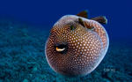 Pufferfish swims