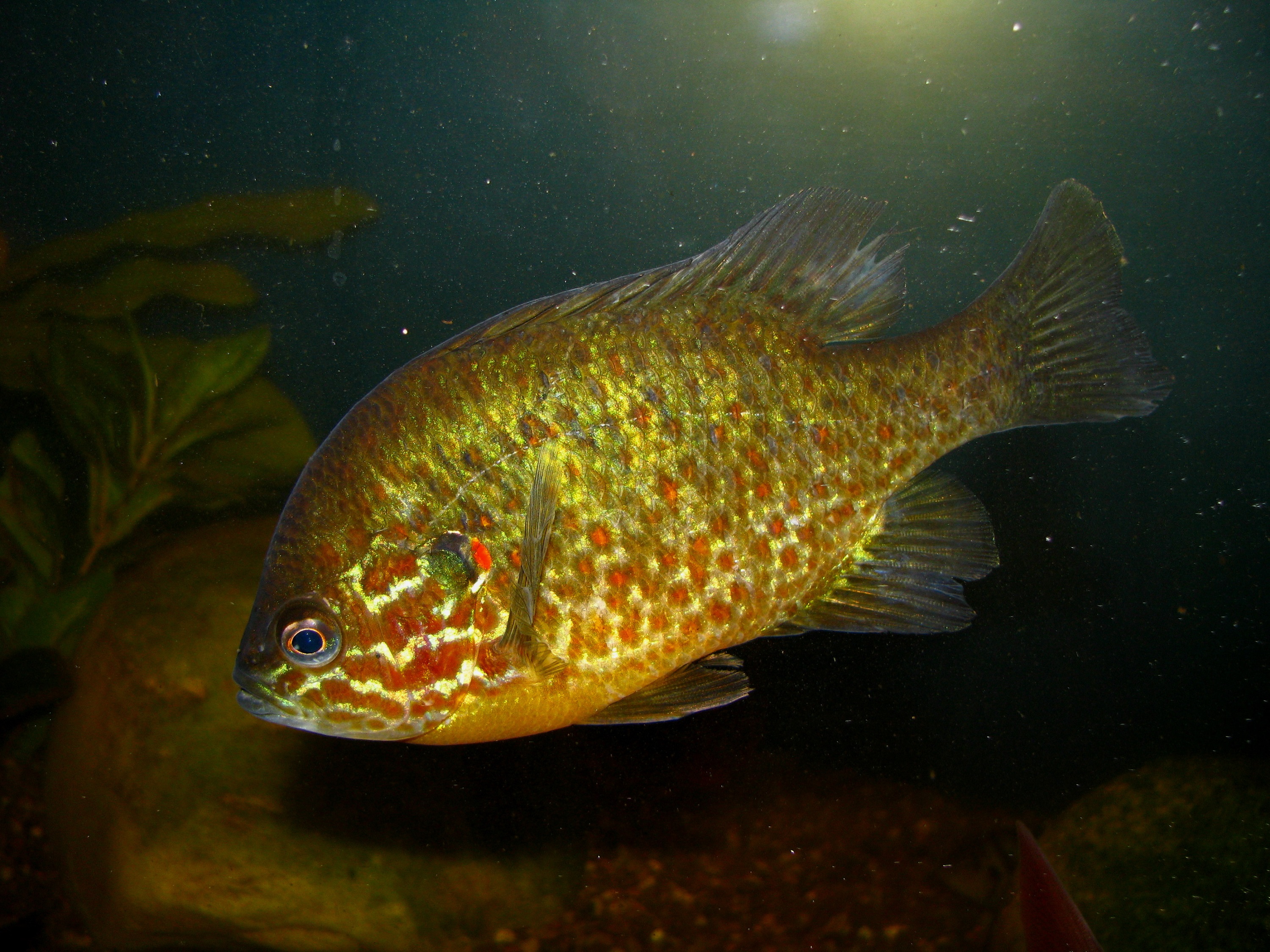 Солнечная рыба в аквариуме фото