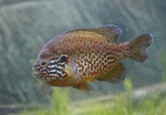 Pumpkinseed swims