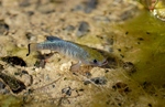 Pupfish on the bottom