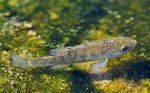 Pupfish swims