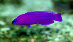 Purple dottyback