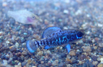 Pygmy sunfish in the rocks