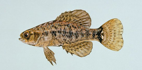 Pygmy sunfish wallpaper