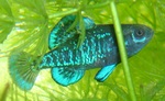 Pygmy sunfish swims