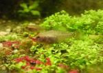 Pygmy sunfish in the grass