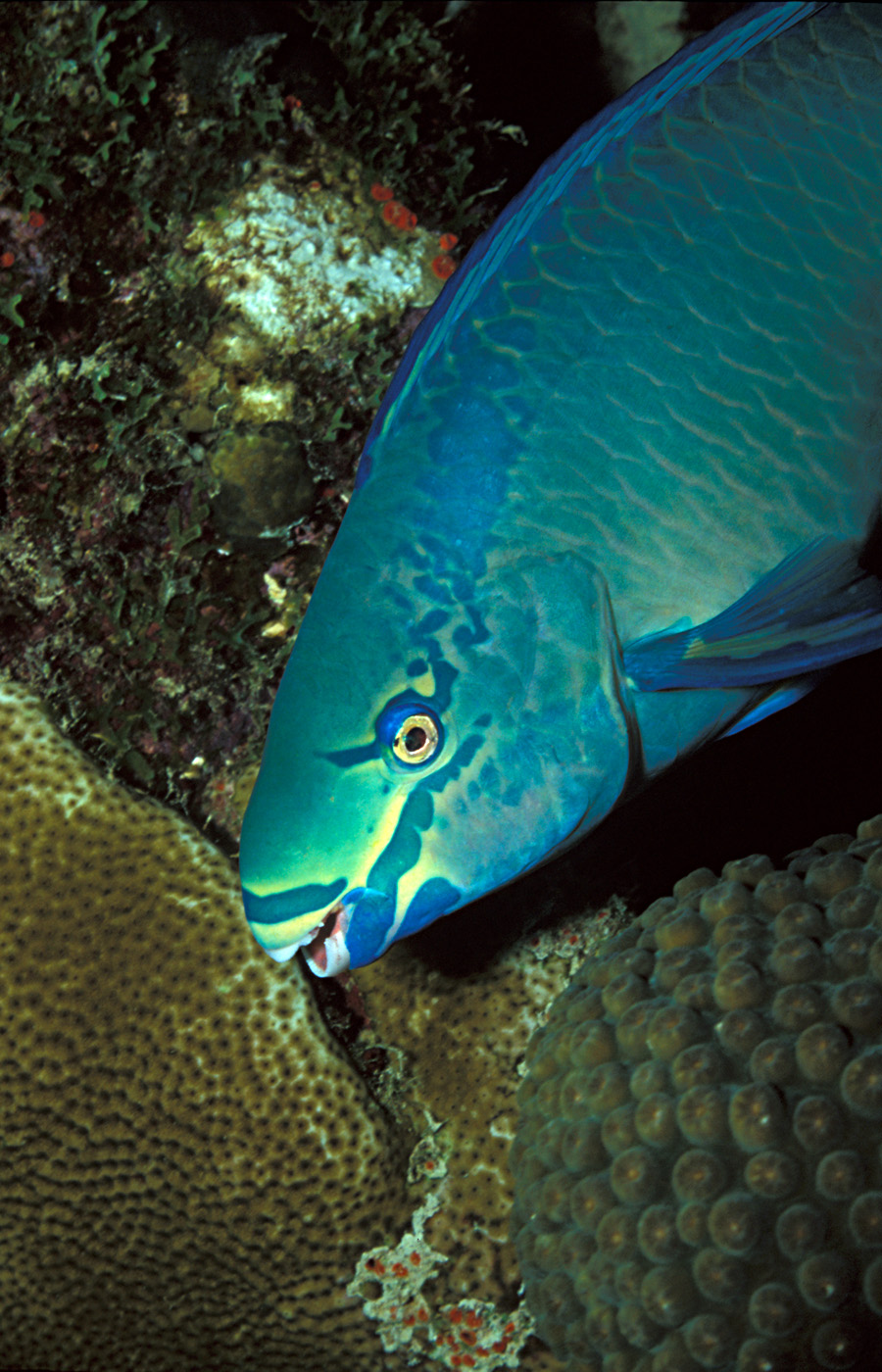 Queen parrotfish wallpaper