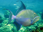 Queen triggerfish on the bottom