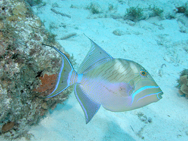 Queen triggerfish wallpaper