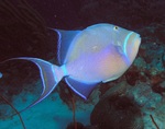 Queen triggerfish swims