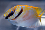 Rabbitfish in aquarium