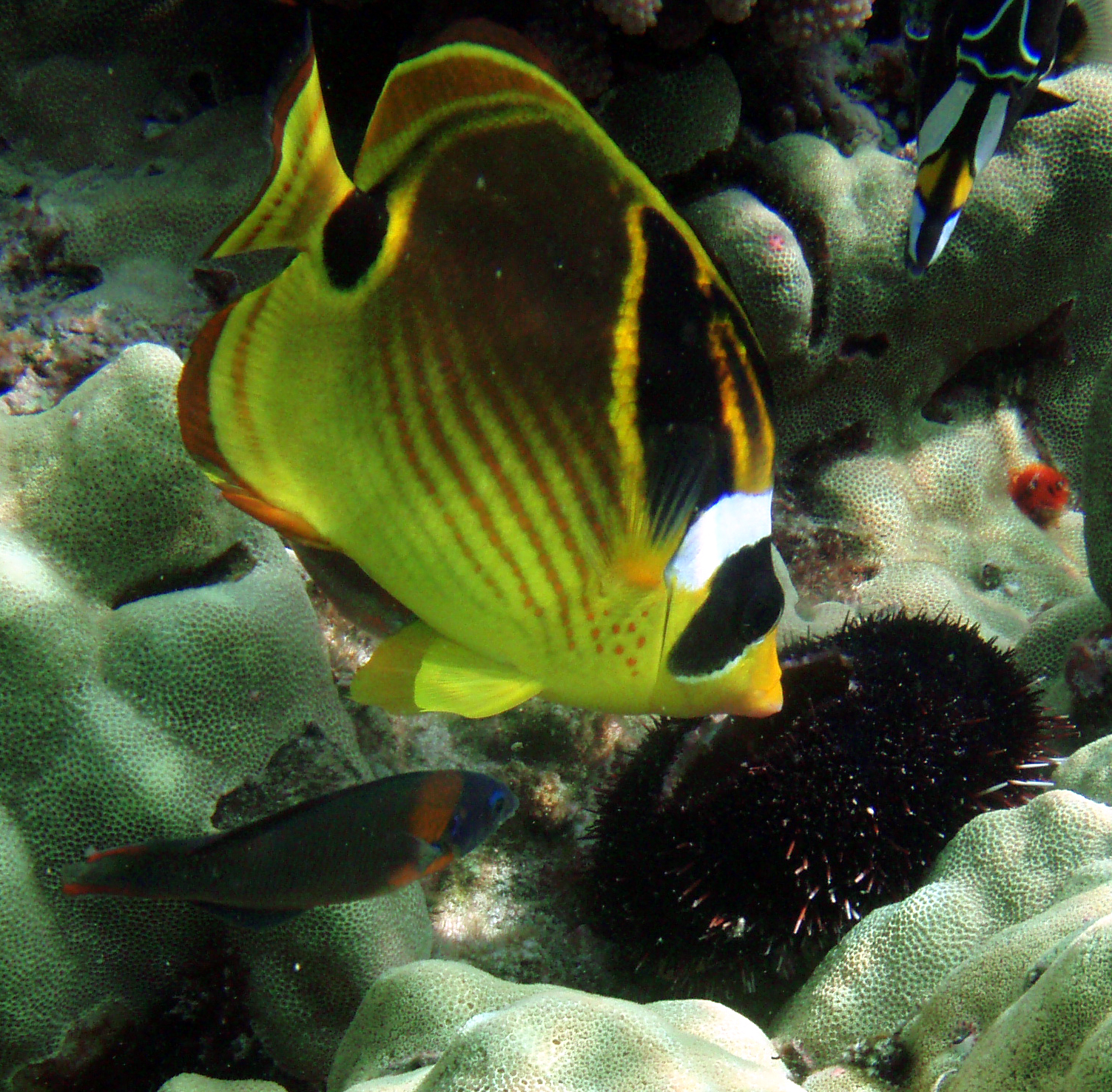 Raccoon butterfly fish wallpaper