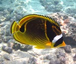 Raccoon butterfly underwater