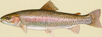 Rainbow trout