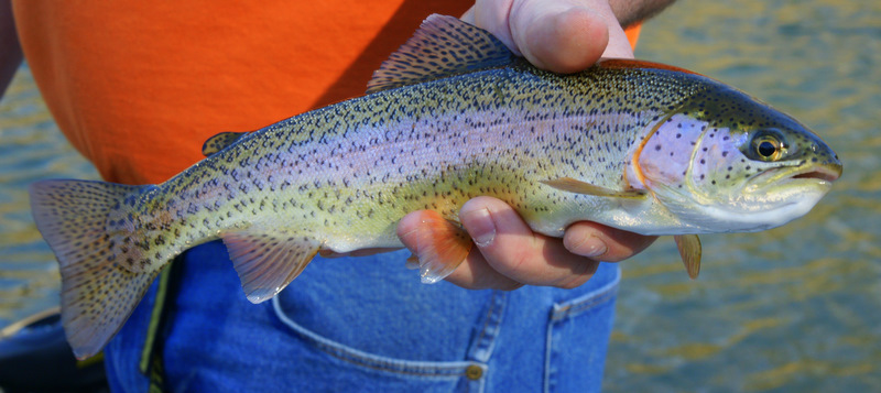 Rainbow trout wallpaper