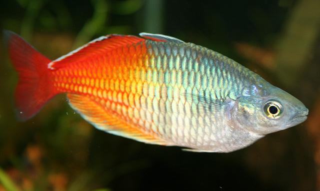 Rainbowfish wallpaper