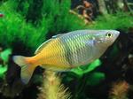 Rainbowfish swims