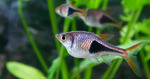 Rasbora swims