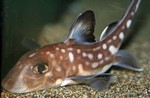 Ratfish in the rocks