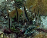 Razorfishes