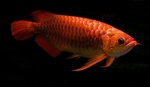 Red Arowana