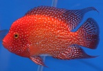  Red cichlid