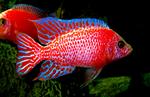 Red firefish